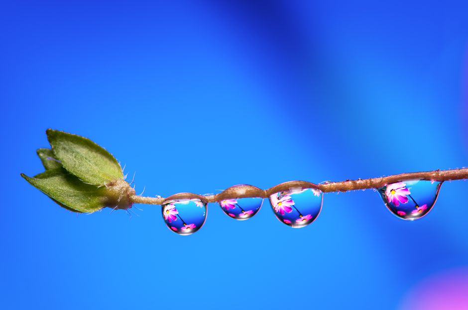 Stunning macro capture of water drops on a twig reflecting vibrant flowers on a bright blue background.